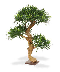 Kivijugapuu bonsai (65 cm) цена и информация | Искусственные цветы | kaup24.ee