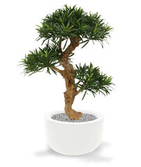 Kivijugapuu bonsai (65 cm) hind ja info | Kunstlilled | kaup24.ee