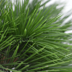 Piinia bonsai UV-kaitsega (60 cm) hind ja info | Kunstlilled | kaup24.ee