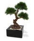 Piinia bonsai UV-kaitsega (60 cm) цена и информация | Kunstlilled | kaup24.ee