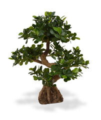 Panda bonsai (70 cm) hind ja info | Kunstlilled | kaup24.ee