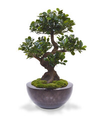 Panda bonsai (70 cm) hind ja info | Kunstlilled | kaup24.ee
