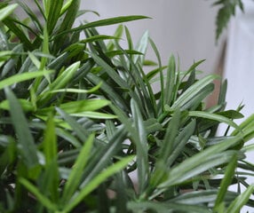 Kivijugapuu bonsai UV-kaitsega (86 cm) hind ja info | Kunstlilled | kaup24.ee