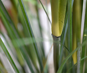 Bambus (125 cm) hind ja info | Kunstlilled | kaup24.ee