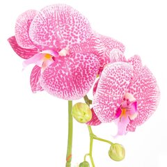Kunstlik orhidee Orchi Powderpink, 60 cm hind ja info | Sisustuselemendid | kaup24.ee