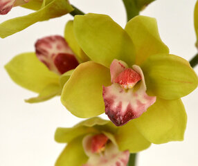 Orhidee (70 cm) цена и информация | Искусственные цветы | kaup24.ee