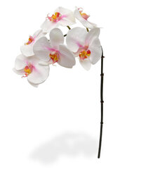 Kuuking orhidee (55 cm) цена и информация | Искусственные цветы | kaup24.ee
