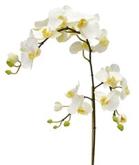 Kuuking orhidee (110 cm) hind ja info | Kunstlilled | kaup24.ee