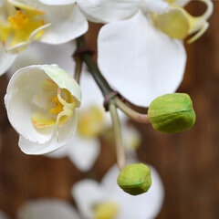 Kuuking orhidee (110 cm) hind ja info | Kunstlilled | kaup24.ee