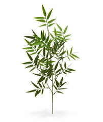 Bambus UV-kaitsega (65 cm) hind ja info | Kunstlilled | kaup24.ee