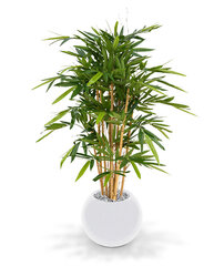 Bambus (120 cm) hind ja info | Kunstlilled | kaup24.ee