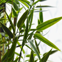 Jaapani bambus UV-kaitsega (60 cm) цена и информация | Искусственные цветы | kaup24.ee