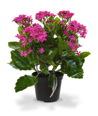 Kalanhoe (30 cm) цена и информация | Искусственные цветы | kaup24.ee