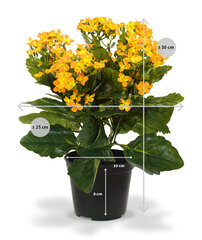 Kalanhoe (30 cm) цена и информация | Искусственные цветы | kaup24.ee