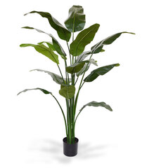 Ränduripuu palm (165 cm) цена и информация | Искусственные цветы | kaup24.ee
