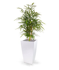Bambus (95 cm) цена и информация | Искусственные цветы | kaup24.ee