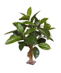 Filodendron (70 cm) hind ja info | Kunstlilled | kaup24.ee