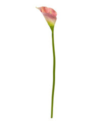 Kalla (55 cm) цена и информация | Искусственные цветы | kaup24.ee