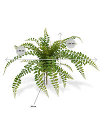 Ümaralehine rotala sõnajalg (55 cm) hind ja info | Kunstlilled | kaup24.ee