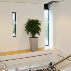 Jombuline bambus (120 cm) hind ja info | Kunstlilled | kaup24.ee