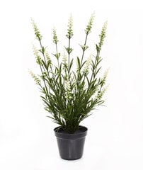 Lavendel UV-kaitsega (50 cm) цена и информация | Искусственные цветы | kaup24.ee