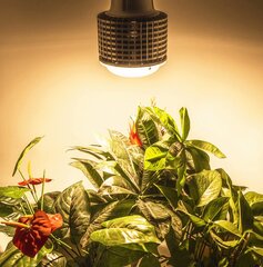 Лампа 100Вт для выращивания растений  цена и информация | Лампочки | kaup24.ee