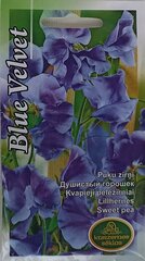 Lillhernes Blue Velvet, 2 tk цена и информация | Семена цветов | kaup24.ee