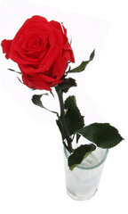 Стабилизированная роза Amorosa, 55 см цена и информация | Спящие стабилизированные розы, растения | kaup24.ee