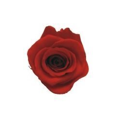 Uinuv roos 56 cm цена и информация | Uinuvad roosid, taimed | kaup24.ee