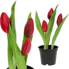 Искусственные тюльпаны в горшке, красные цена и информация | Детали интерьера | kaup24.ee