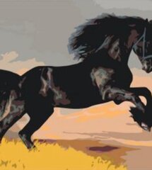 Maalid numbrite järgi "Black horse" 40 x 50 KTMK-39979G hind ja info | Maalid numbri järgi | kaup24.ee