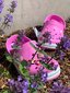 Kotad Crocs™ Kids' Crocband Clog, Taffy Pink цена и информация | Laste kummijalatsid | kaup24.ee