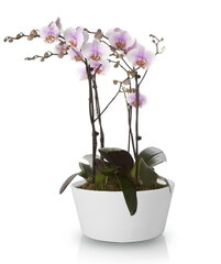 Keraamiline lillepott Orchid 28x13(A) cm цена и информация | Вазоны | kaup24.ee