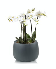 Keraamiline lillepott Ecolite, ümmargune, tumehall, 33 x 23(H) cm цена и информация | Вазоны | kaup24.ee