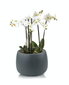 Keraamiline lillepott Ecolite, ümmargune, tumehall, 33 x 23(H) cm hind ja info | Dekoratiivsed lillepotid | kaup24.ee