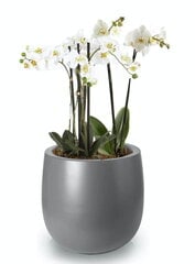 Klaaskiust lillepott Fiberglass, ümmargune, tumehall, 48 x 50(H) cm hind ja info | Dekoratiivsed lillepotid | kaup24.ee