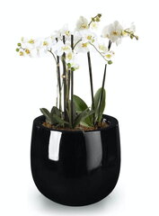 Klaaskiust lillepott Fiberglass, ümmargune, must, 48 x 50(H) cm цена и информация | Вазоны | kaup24.ee