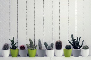 Керамический горшок Cactus, круглый, белый, 7 х 6(А) см цена и информация | Вазоны | kaup24.ee
