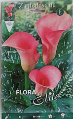 Лилии цена и информация | Луковицы цветов | kaup24.ee