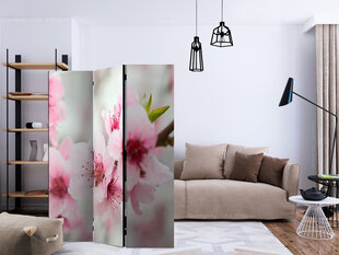 Ruumijaotur - Spring, blooming tree - pink flowers [Room Dividers] hind ja info | Sirmid ja vaheseinad | kaup24.ee