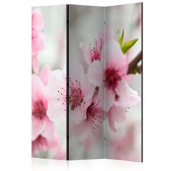 Ширма Spring, blooming tree pink flowers цена и информация | Мобильные стенки | kaup24.ee