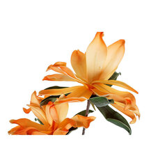 Декоративные цветы DKD Home Decor, 2 шт. цена и информация | Искусственные цветы | kaup24.ee