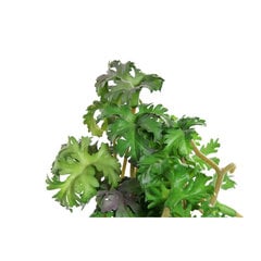 Декоративное растение DKD Home Decor цена и информация | Искусственные цветы | kaup24.ee