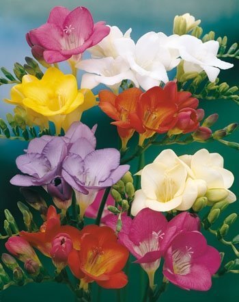 Freesia Podwojna Mix hind ja info | Lillesibulad | kaup24.ee