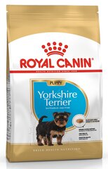 Koeratoit Royal Canin Yorkshire Terrier Junior 1,5 kg hind ja info | Kuivtoit koertele | kaup24.ee