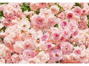 Fototapeet Rosa цена и информация | Фотообои | kaup24.ee