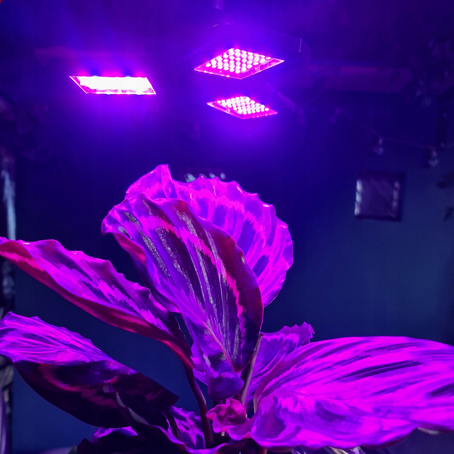 Plant Grow Lamp LED-paneeli pirn Maksimaalne võimsus 8W