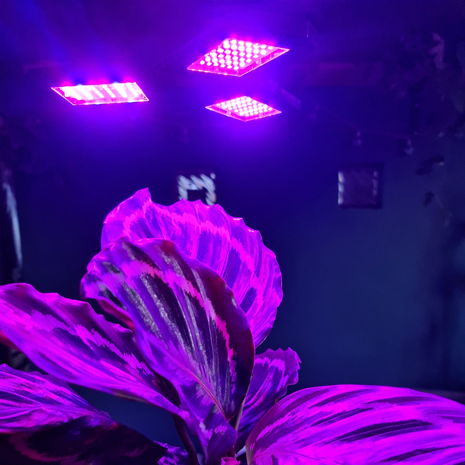 Plant Grow Lamp LED-paneeliga lambipirn Valgustuspirni tüüp