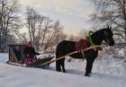 Talvine reesõit ehtsa Friisi hobusega 