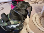 Подтяжки для собак Julius K9 IDC камуфляжного цвета цена
